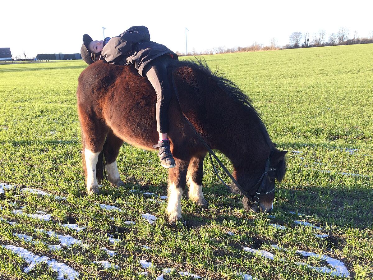 Ein Pony grast auf einem Feld auf Gut Oestergaard
