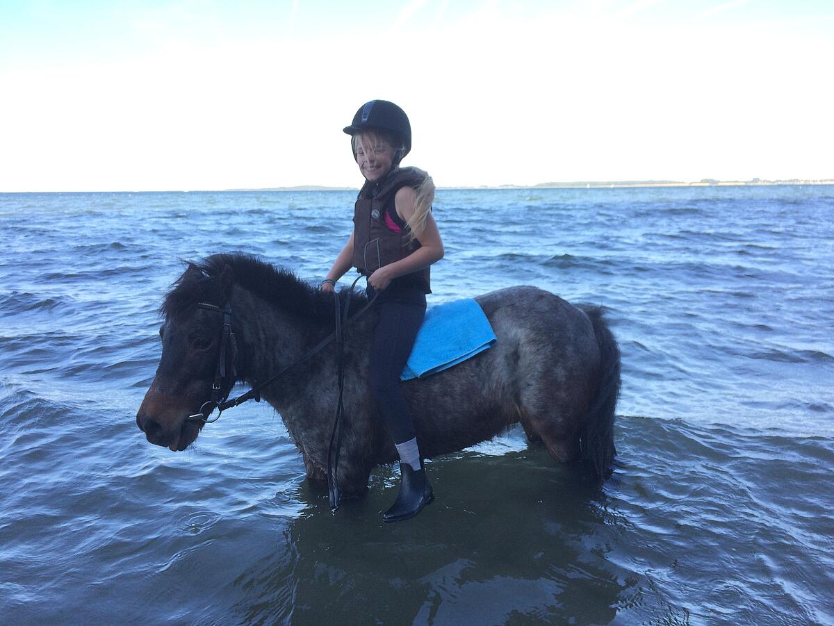 Auch im Wasser fühlen sich die Ponys wohl.