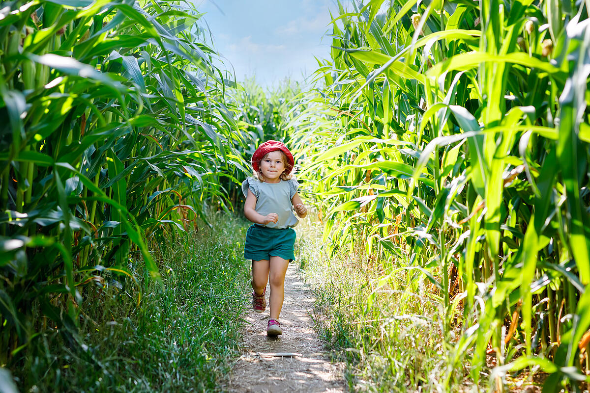 Kind auf schmalem Weg im Maislabyrinth