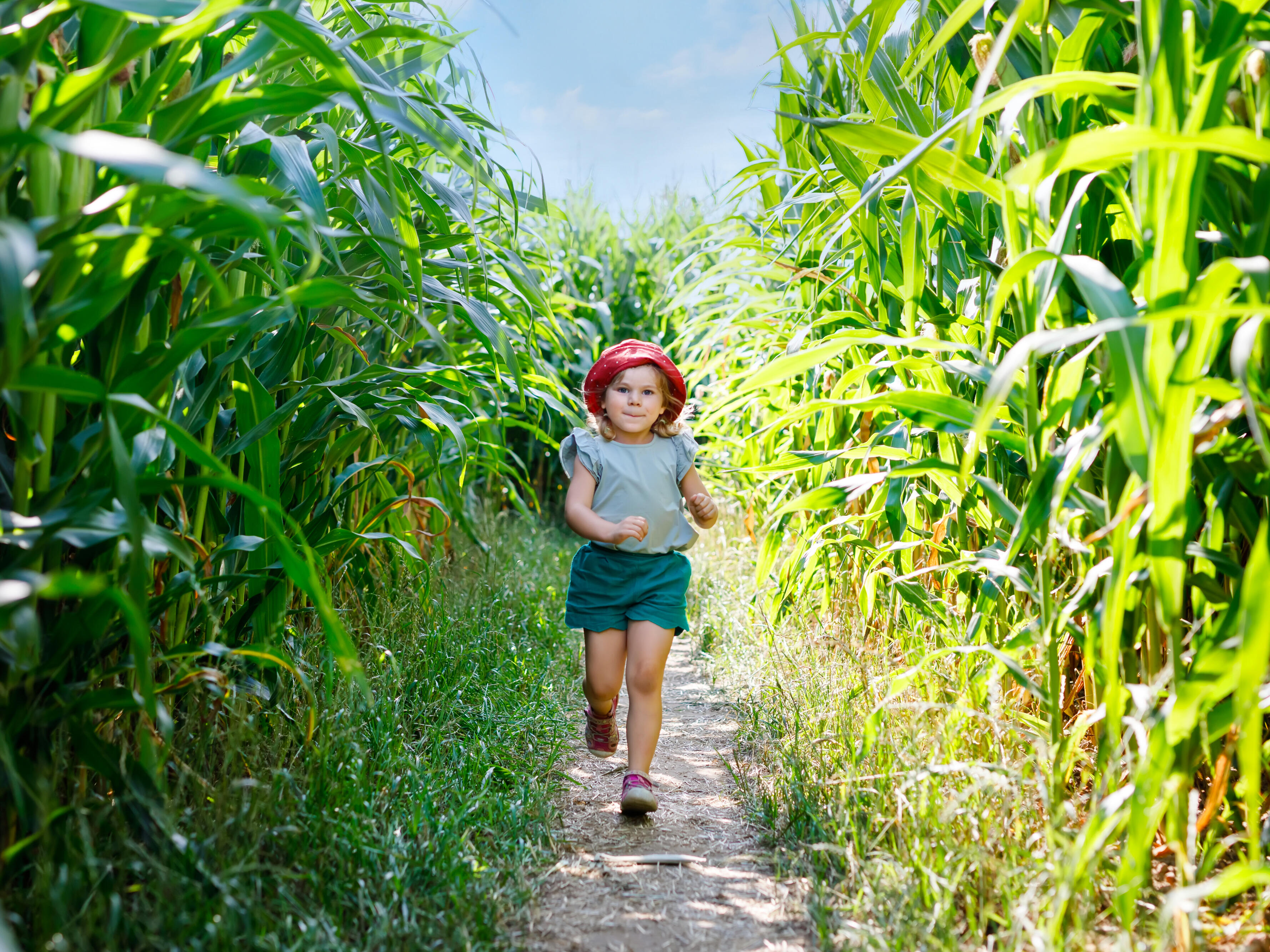 Kind auf schmalem Weg im Maislabyrinth