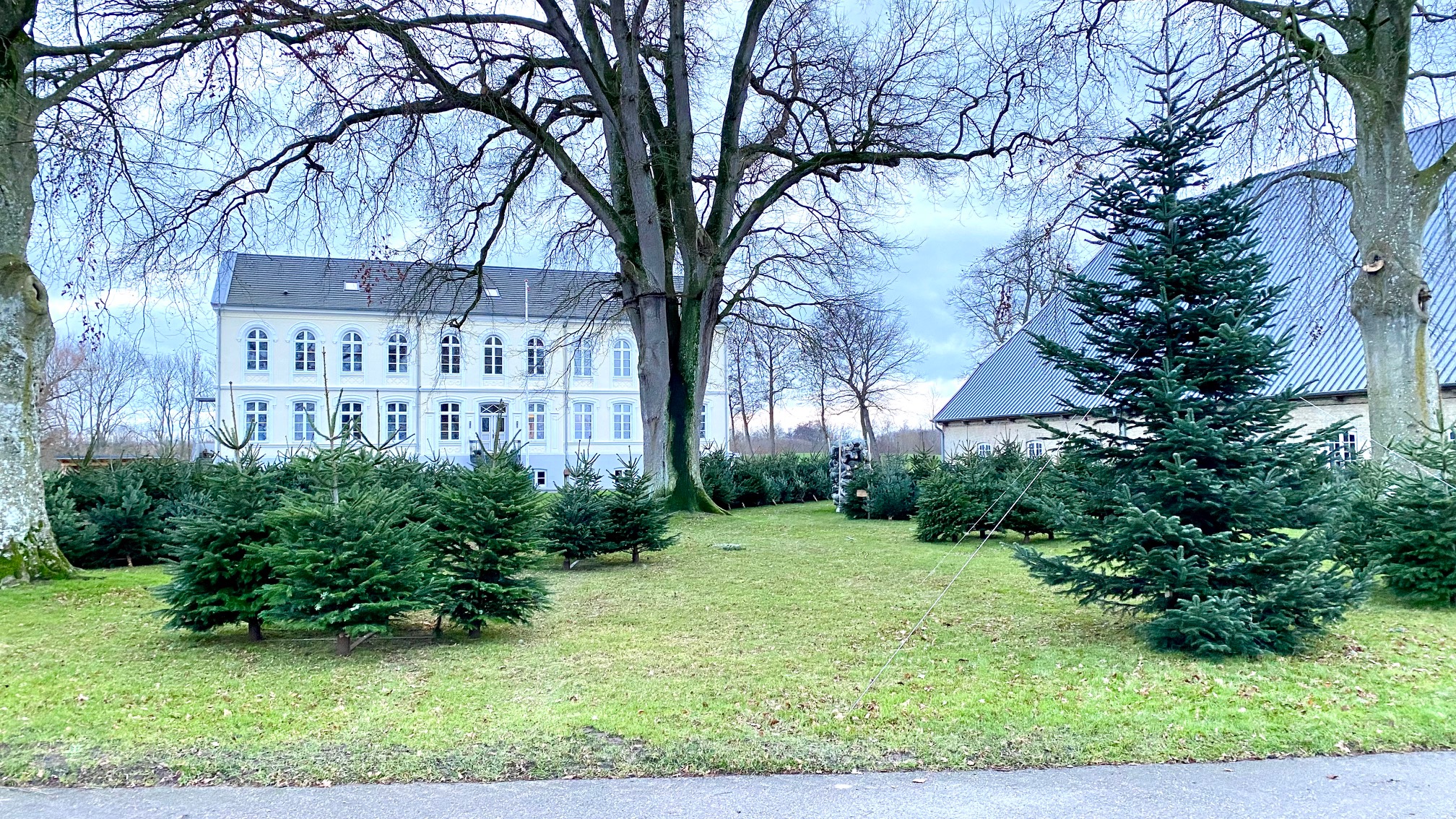 Weihnachtsbäume vor dem Herrenhaus