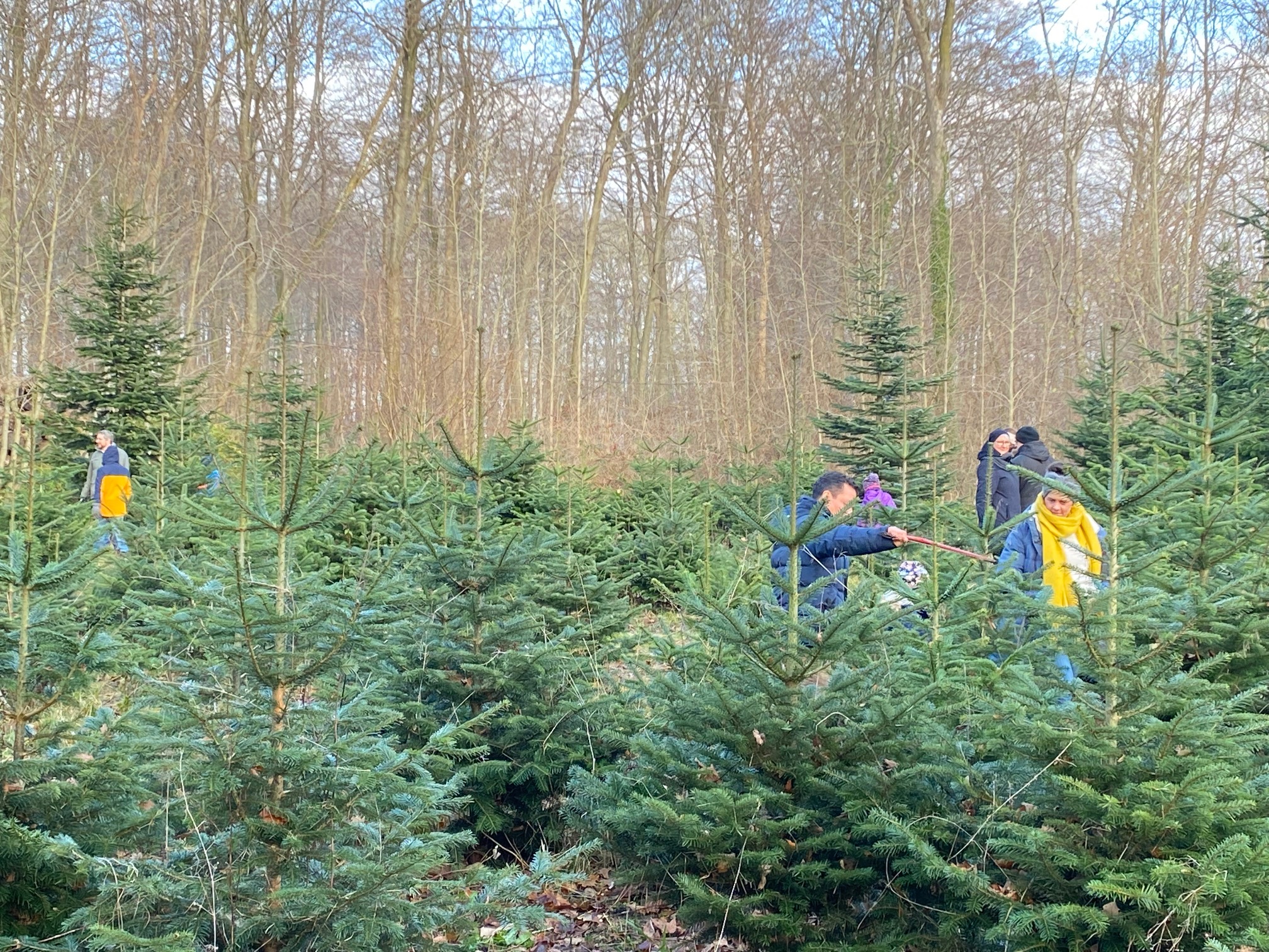 Weihnachtsbäume zum selber schlagen