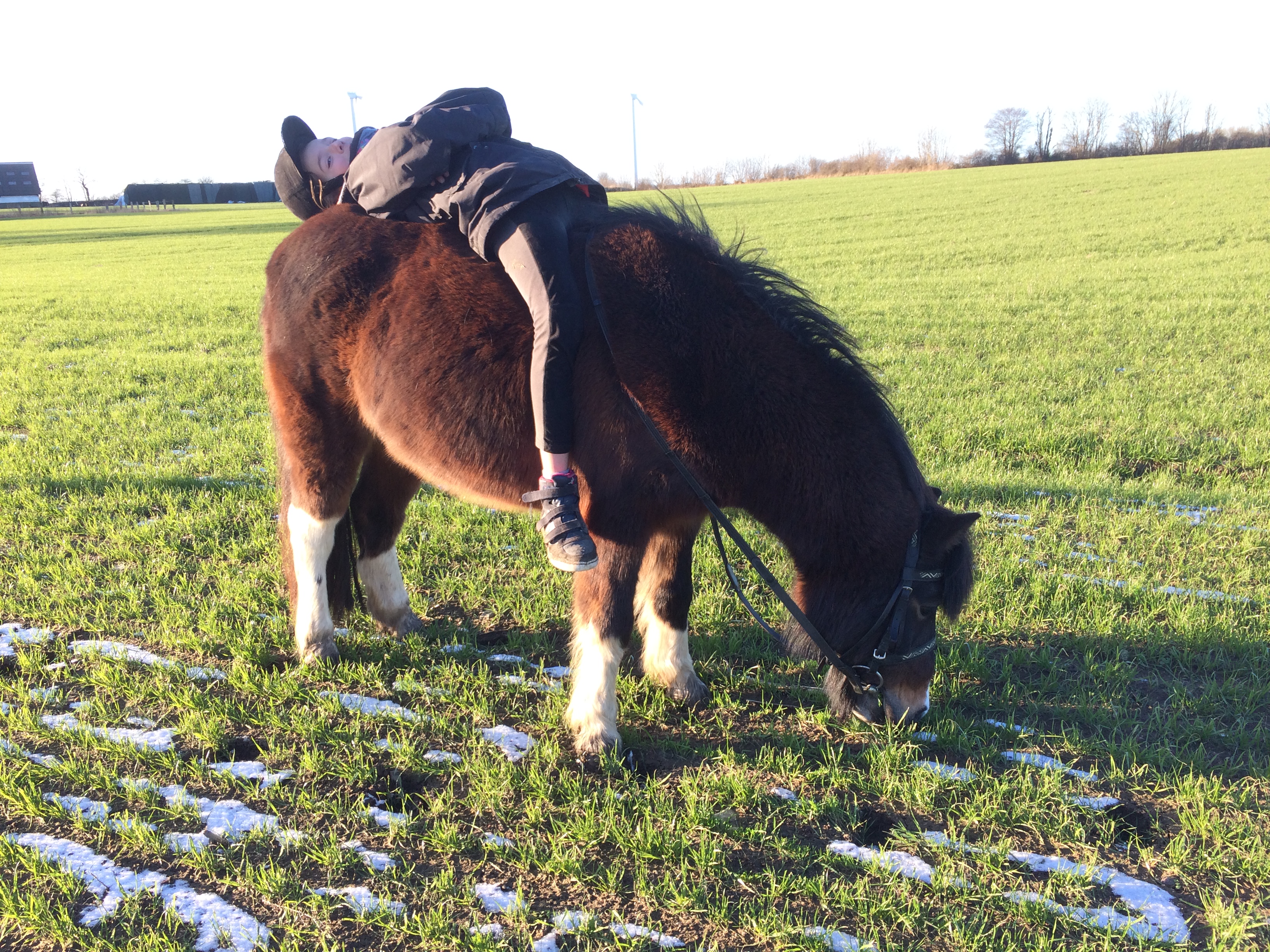 Ein Pony grast auf einem Feld auf Gut Oestergaard
